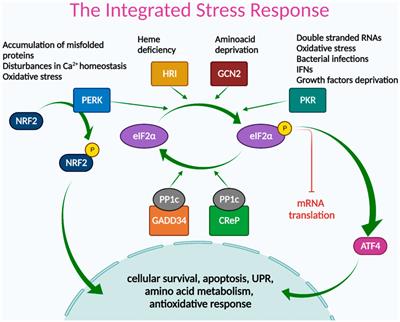 The integrated stress response is activated in the salivary glands of Sjögren’s syndrome patients